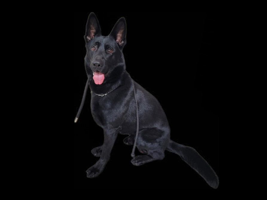 Ranger