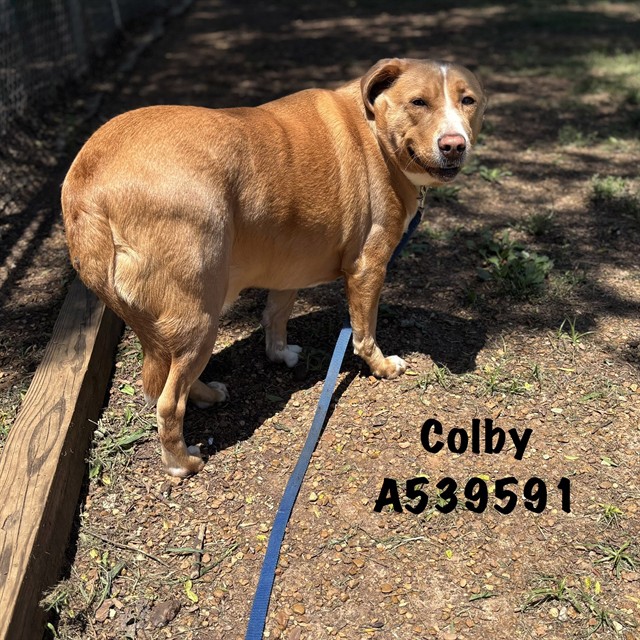 Colby
