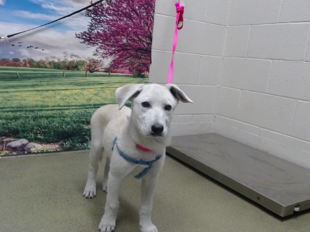 Adoptable Dog