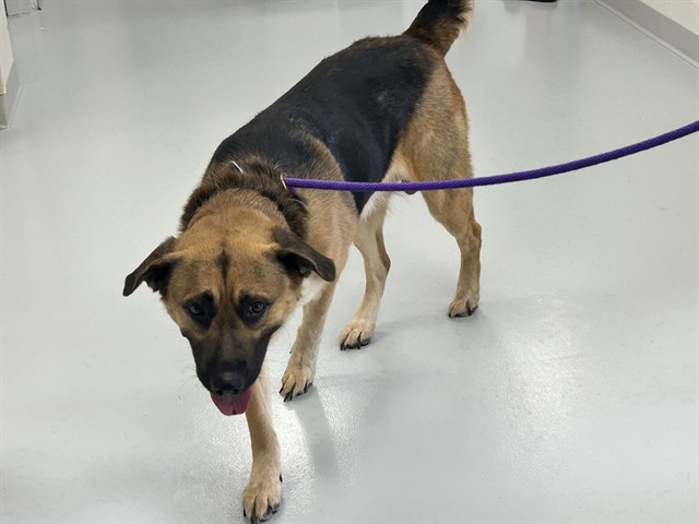 Adoptable Dog