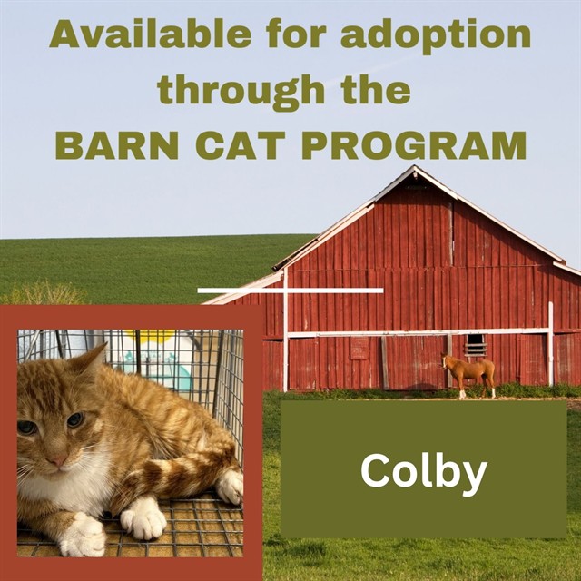Colby Barn Cat