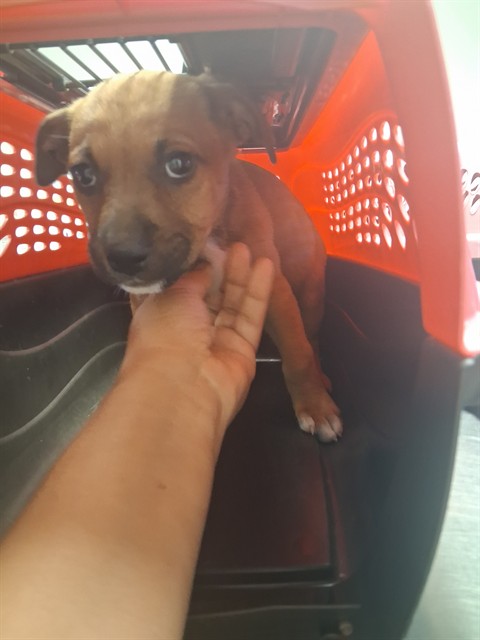 Adoptable Dog