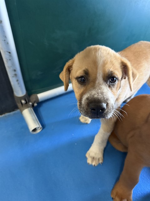 Adoptable Dog