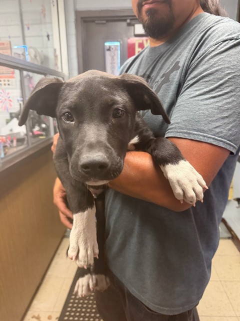 Adoptable Dog