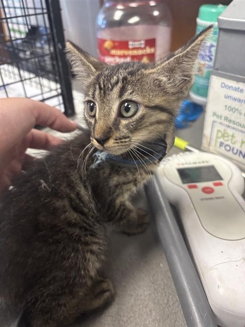 Adoptable Cat