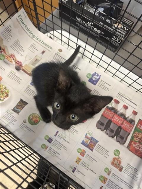 Adoptable Cat