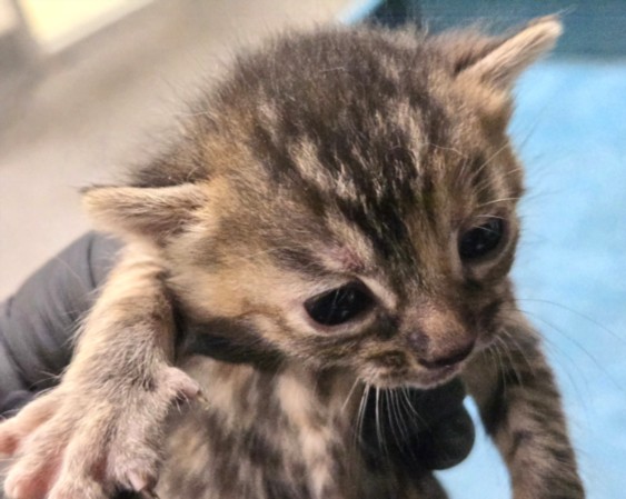 Cat Damon