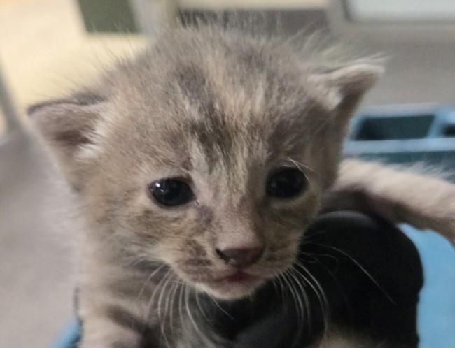 Abbey Tabby