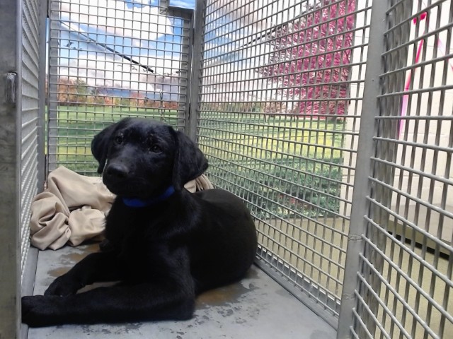 Adoptable Dog