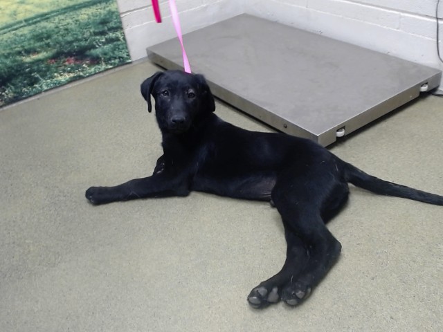 Adoptable Dog