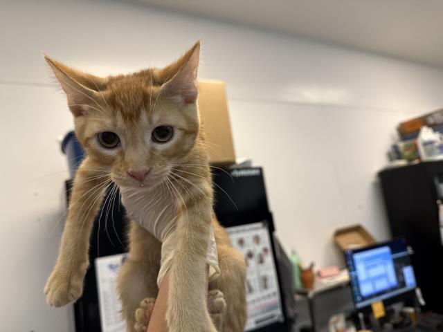Adoptable Cat