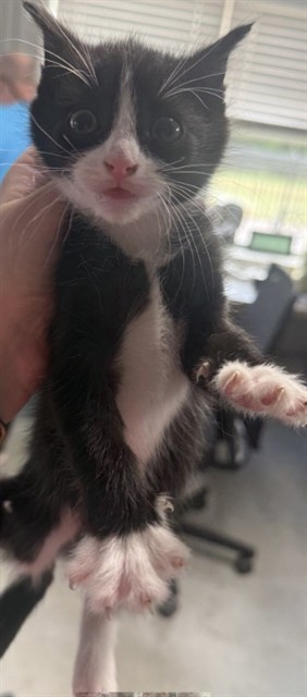 Luke Skywhisker