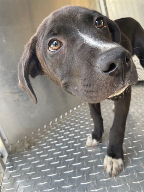 Adoptable Dog