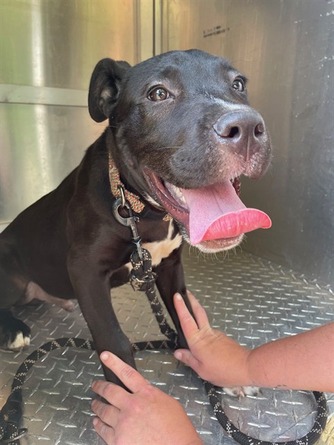 Adoptable Dog