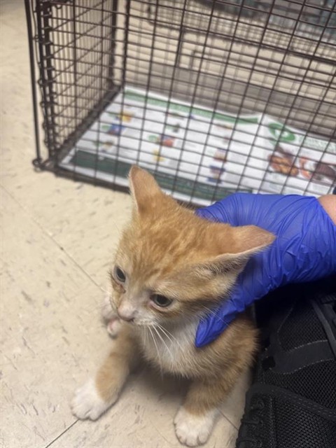 Adoptable Cat