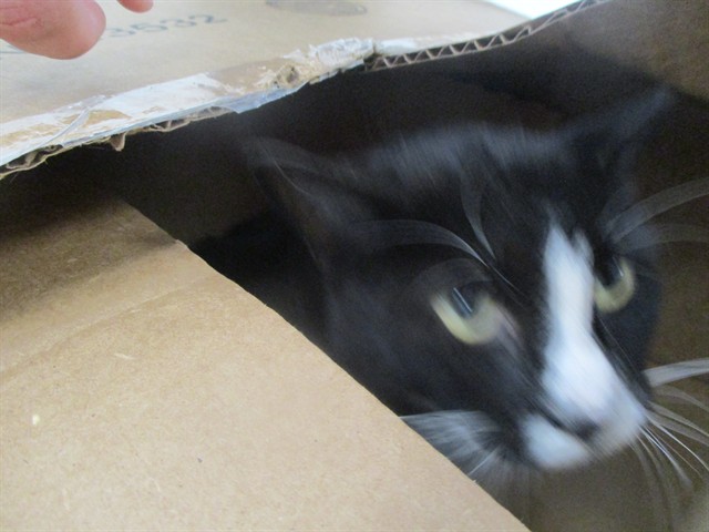 Gabby
