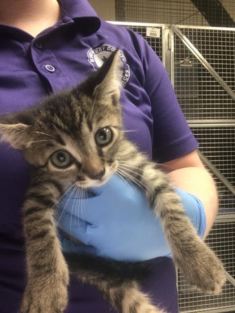 Adoptable Cat