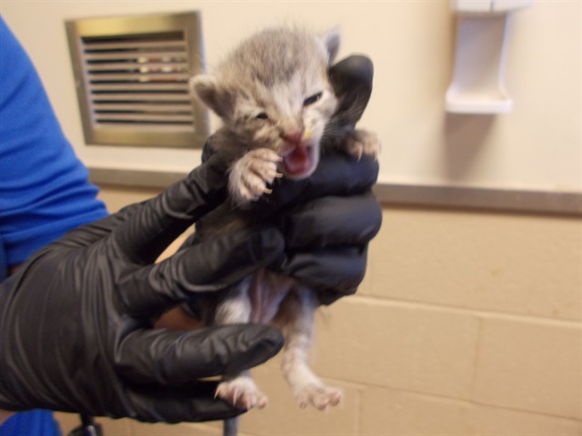 Adoptable Cat
