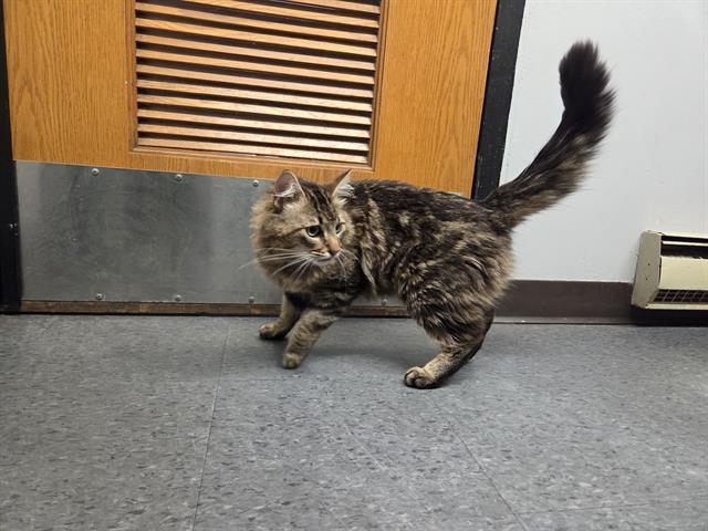 Barn Cat Trout