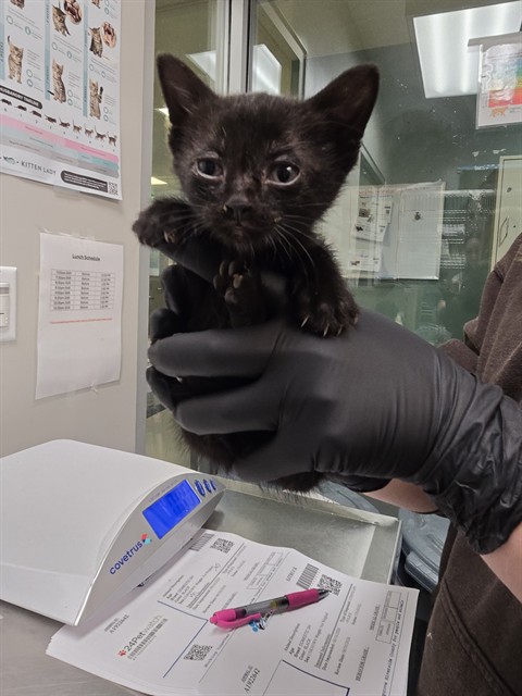Adoptable Cat