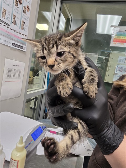 Adoptable Cat