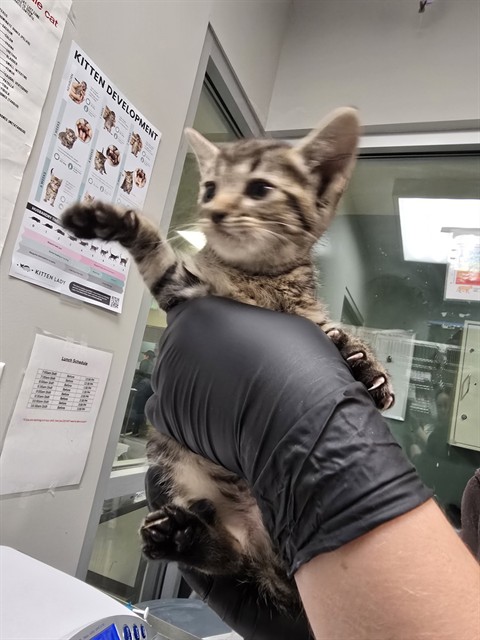 Adoptable Cat