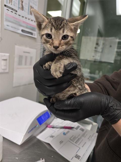 Adoptable Cat