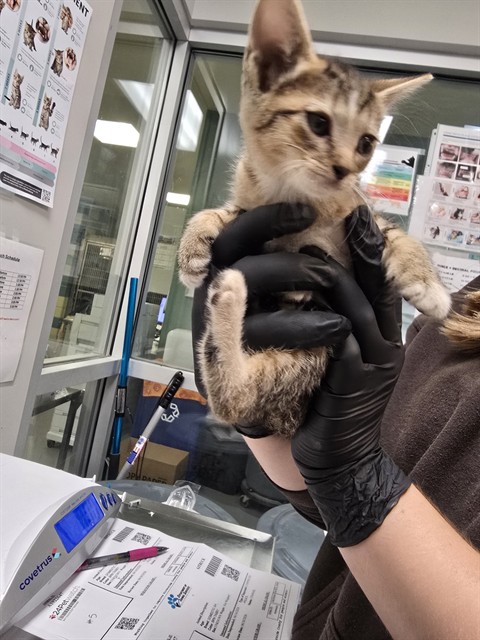 Adoptable Cat