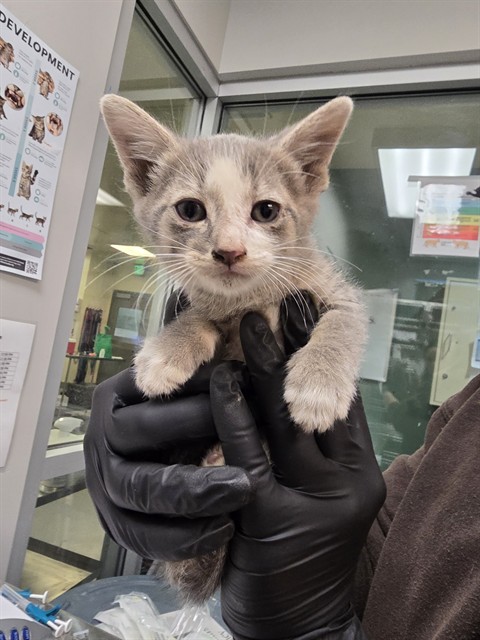 Adoptable Cat