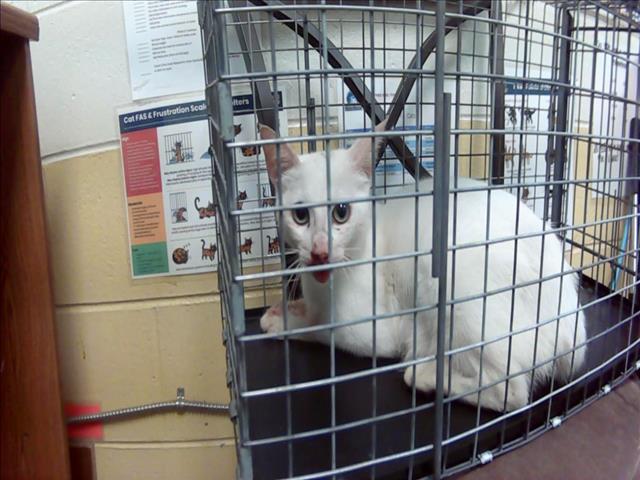 Adoptable Cat