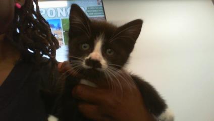 Adoptable Cat
