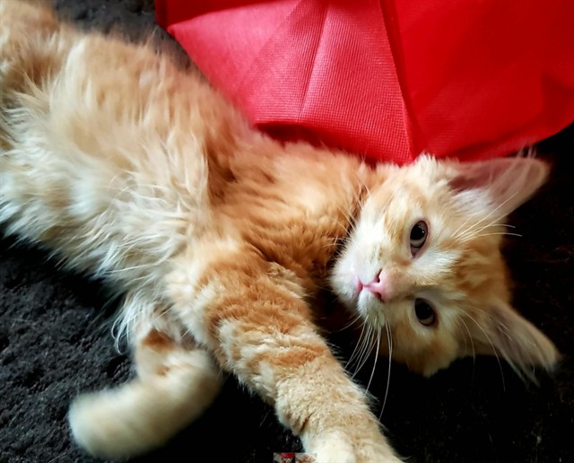 Macgregor