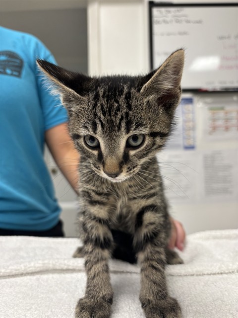 Shelter Staff Named Me *1 Niall