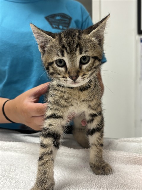 Shelter Staff Named Me *2 Liam