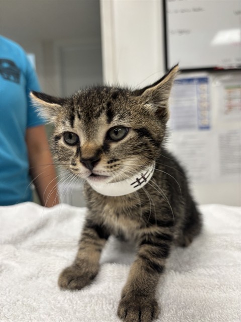 Shelter Staff Named Me *3 Harry