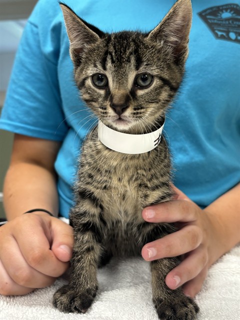 Shelter Staff Named Me *4 Louis
