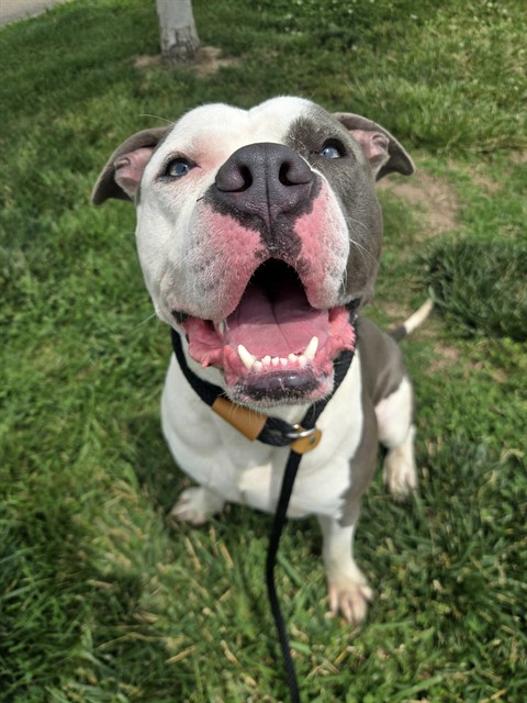 Odin