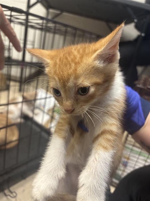 Adoptable Cat