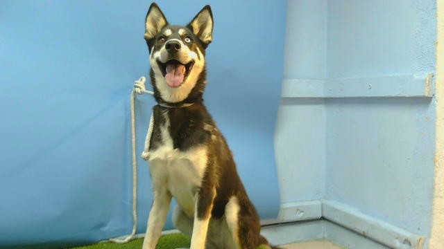 Adoptable Dog