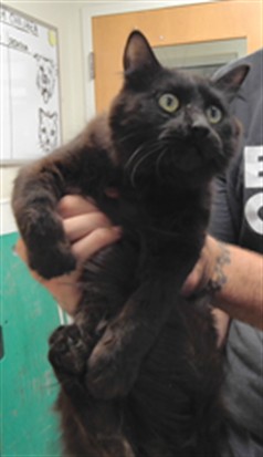 Consuela