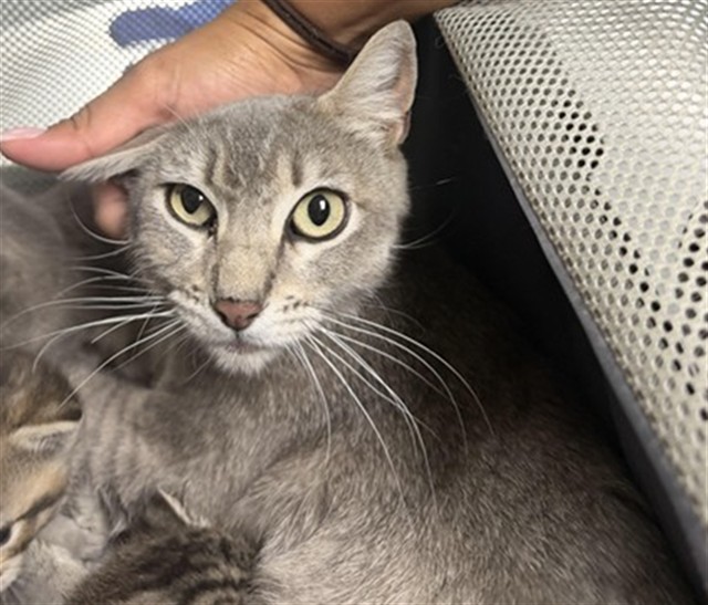 Adoptable Cat