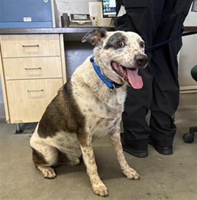 Adoptable Dog