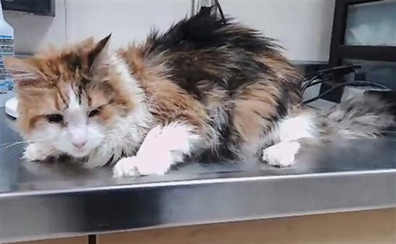 Adoptable Cat