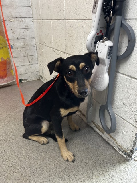 Cari