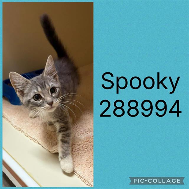 Spooky