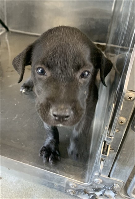 Adoptable Dog