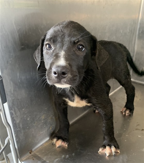 Adoptable Dog
