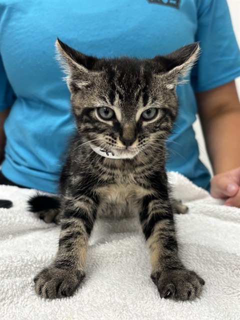 Shelter Staff Named Me *5 Zayn