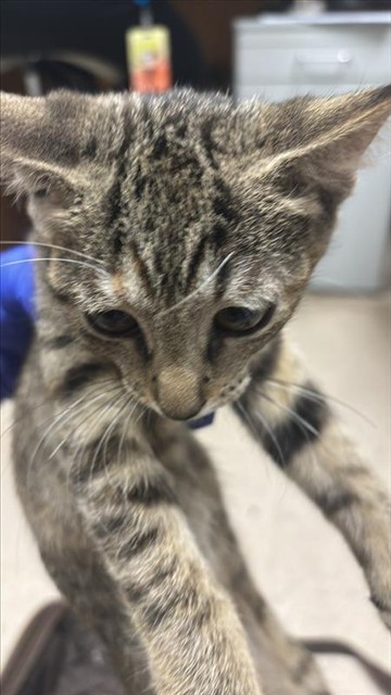 Adoptable Cat