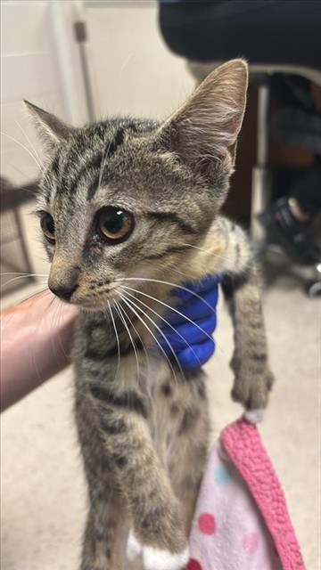Adoptable Cat